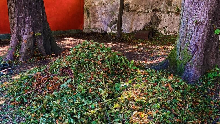 Meglio un uovo oggi... - immagine di copertina