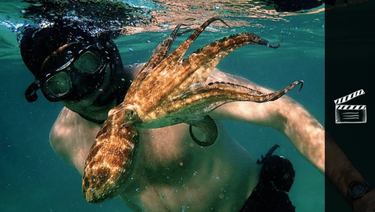 Il mio amico in fondo al mare - immagine di copertina