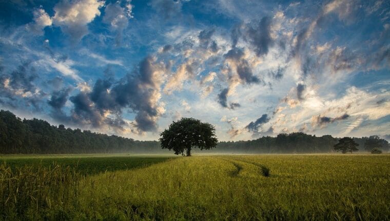 Permacultura e transizione - immagine di copertina