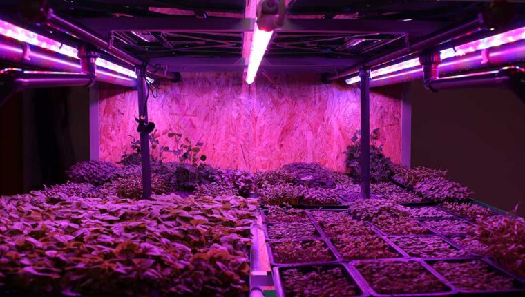 Chi può permettersi una vertical farm? - immagine di copertina