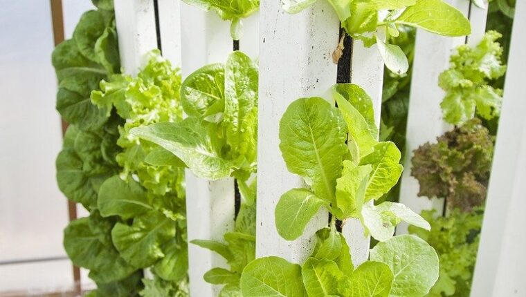 Cosa si può produrre in vertical farm - immagine di copertina