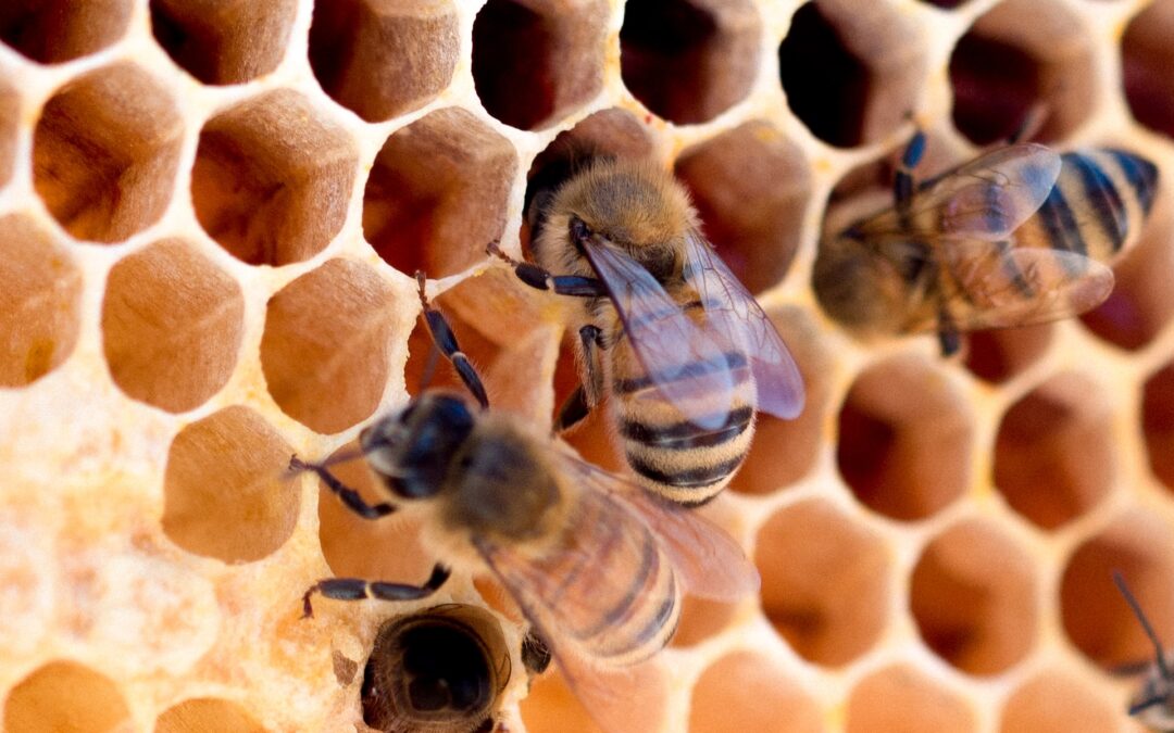 Basteranno i mattoni a salvare le api?