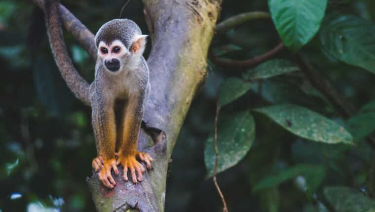 Un futuro più verde per l’Amazzonia - immagine di copertina