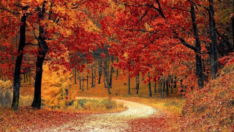 <strong>Il foliage è sempre più ritardatario e breve: come mai?</strong> - immagine di copertina