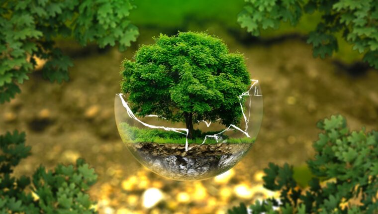 Qual è il significato di Ecologia? - immagine di copertina