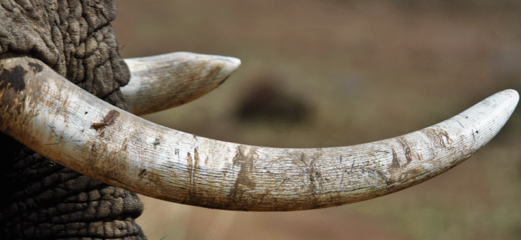 Il dark web minaccia le specie a rischio d'estinzione - immagine di copertina