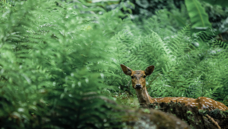 Giornata mondiale della biodiversità: ecco i progetti per tutelare gli ecosistemi - immagine di copertina