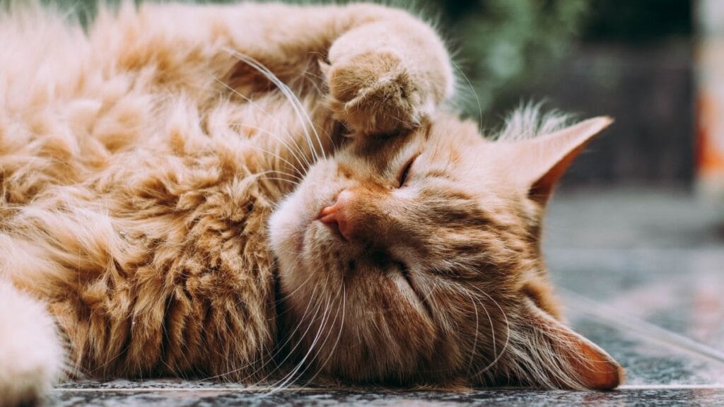 Gatto che riposa