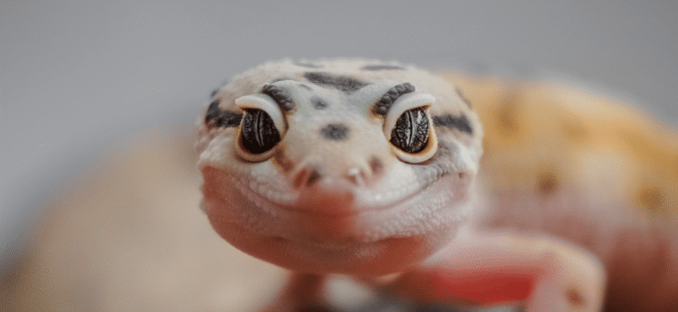 I 12 animali esotici da tenere in casa - immagine di copertina