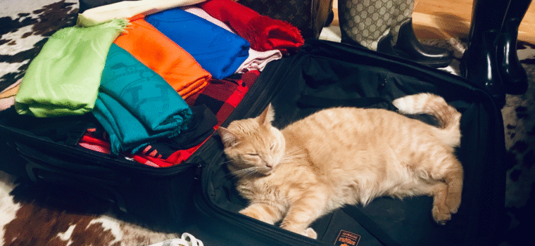 Animali in vacanza: dalla normativa al buon senso - immagine di copertina
