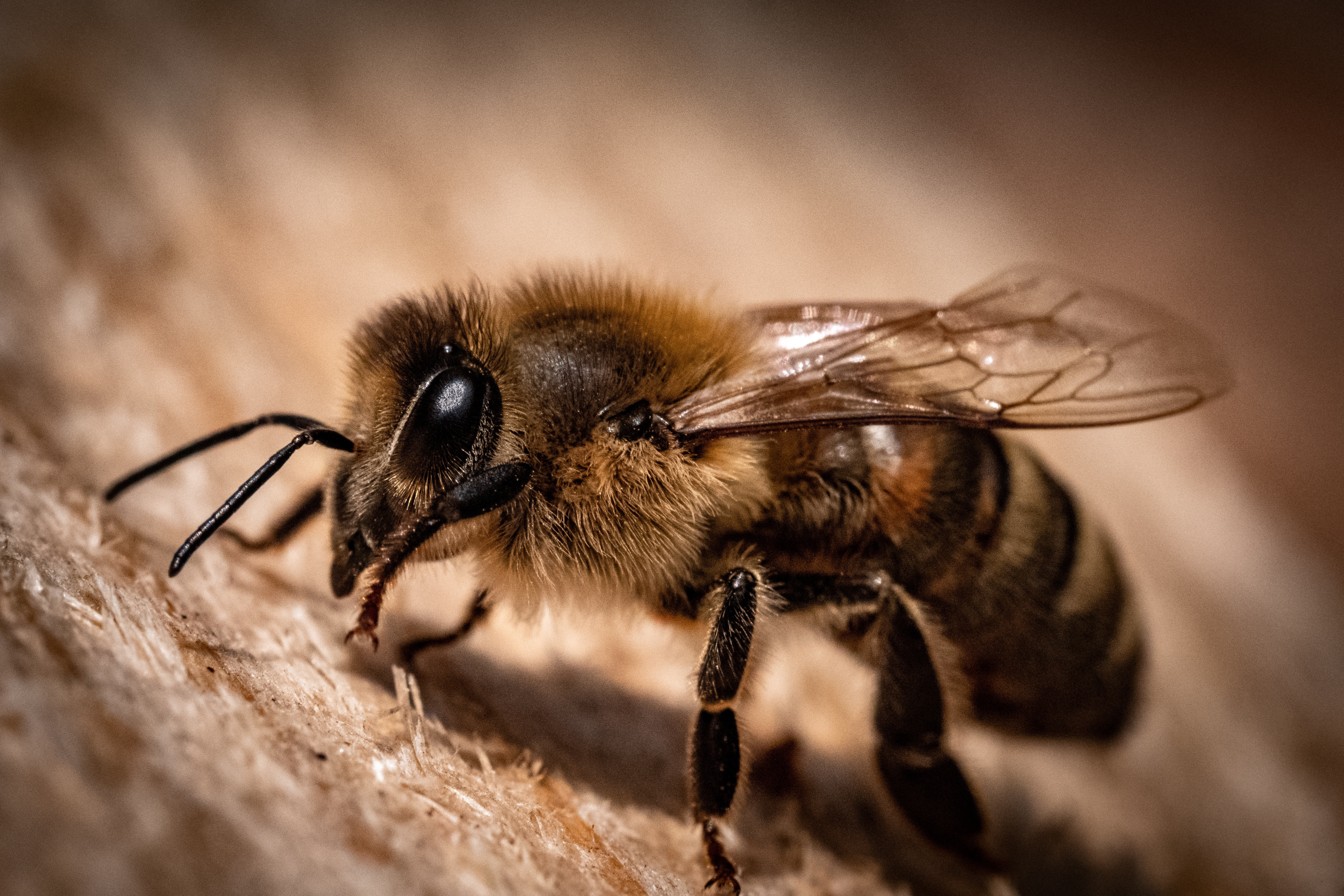 api intercapedine