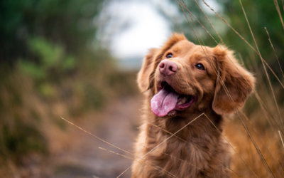 Asili per cani: come funzionano e quanto costano
