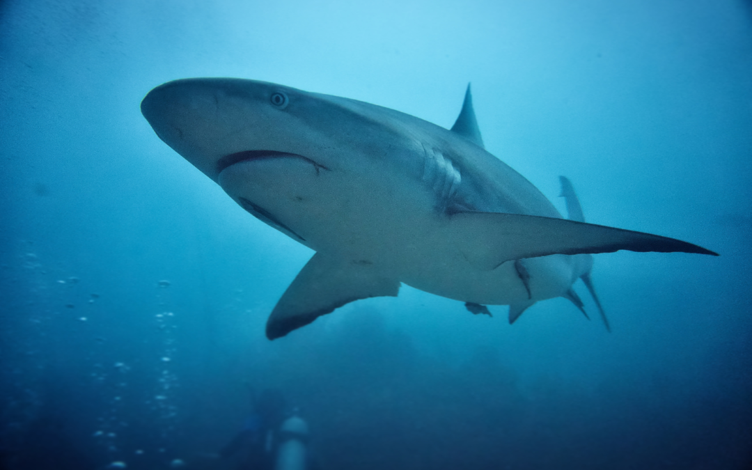 Non solo in Egitto: possibile attacco di squalo anche alle Bahamas