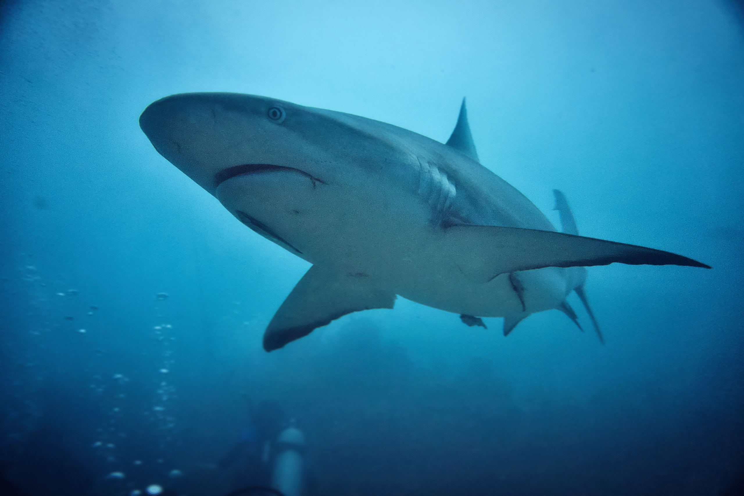 Non solo in Egitto: possibile attacco di squalo anche alle Bahamas - immagine di copertina