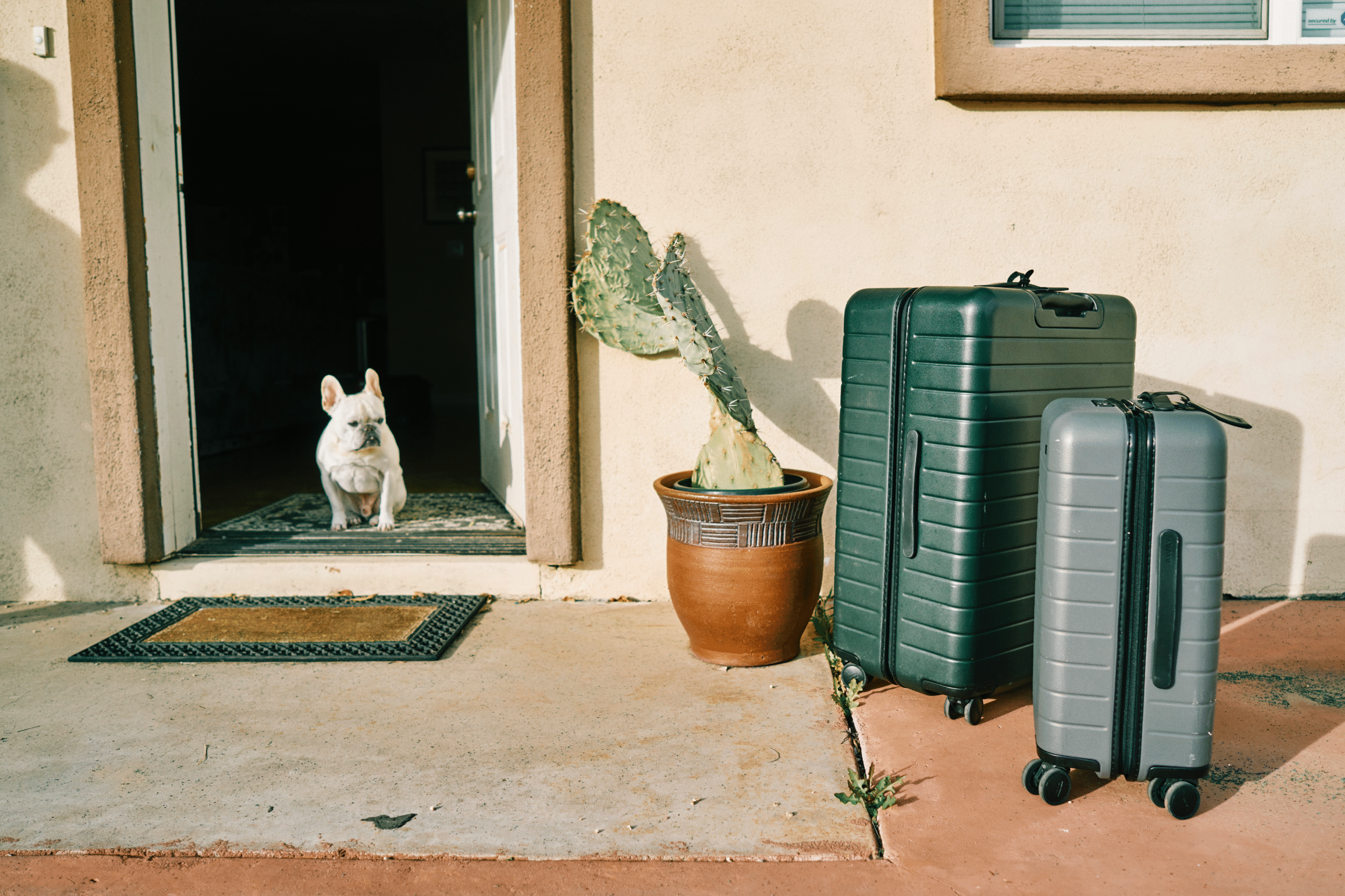 Dove lasciare il cane quando si parte per le vacanze - immagine di copertina