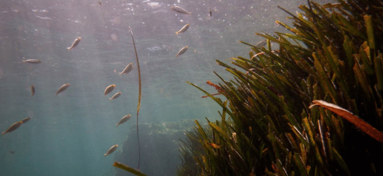 Riforestare il mare con la Posidonia: il progetto per salvare il Mediterraneo - immagine di copertina