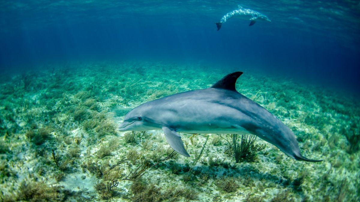 Come parlano i delfini: la complessità del linguaggio del mare - immagine di copertina