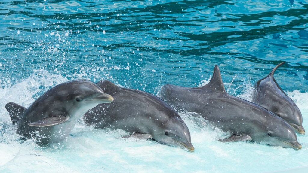 Delfini che giocano Delfini che giocano