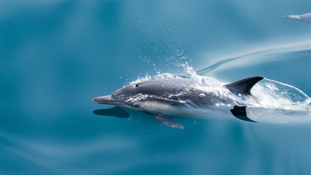 delfino Delfino