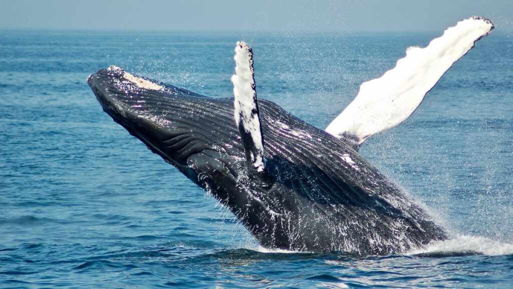 Balena Balena