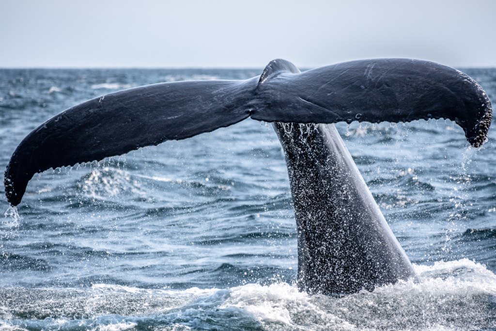 balene in pericolo