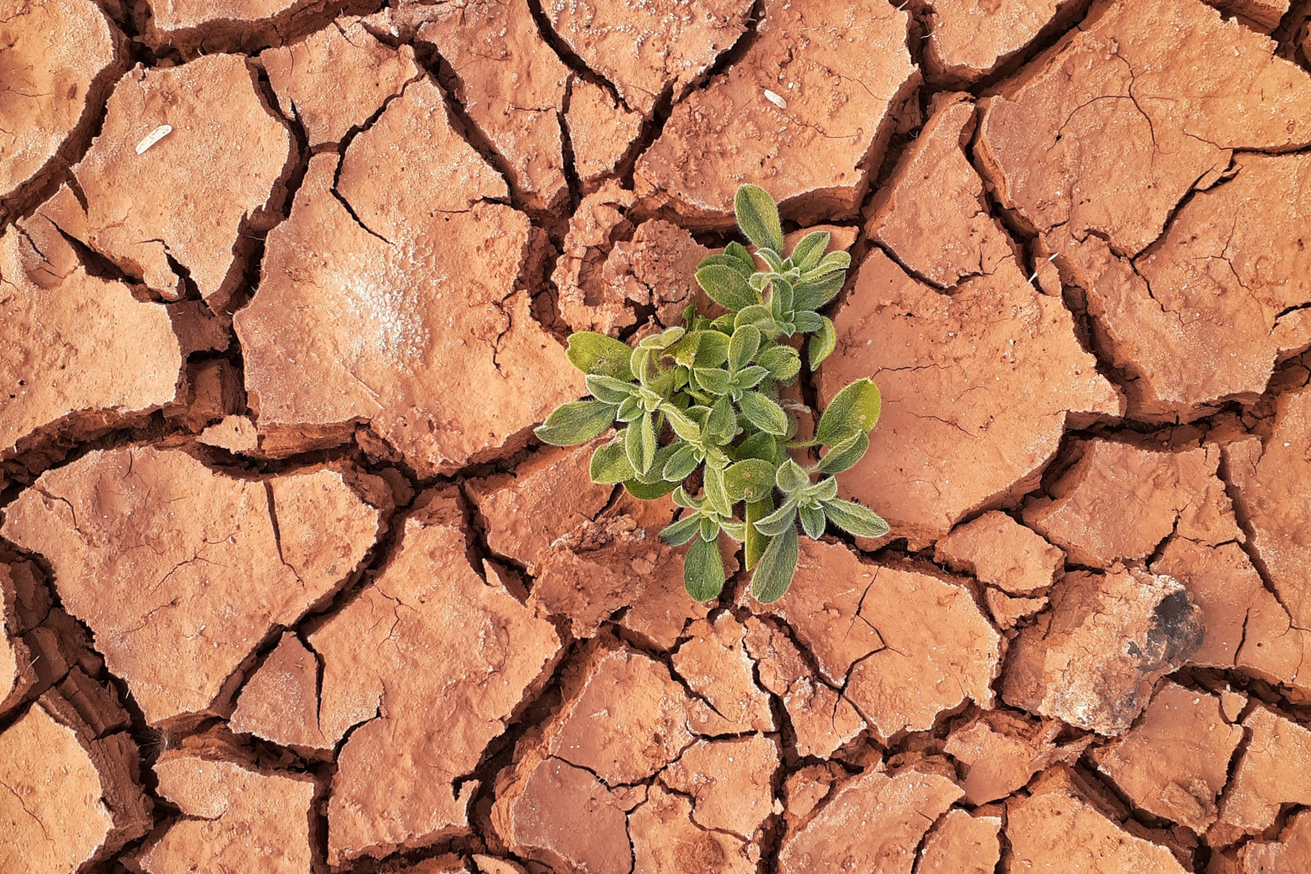 Il giorno più caldo di sempre - immagine di copertina