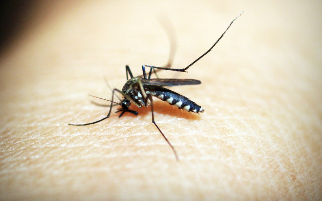 Zanzare, che incubo! Tienile lontane con questi rimedi naturali