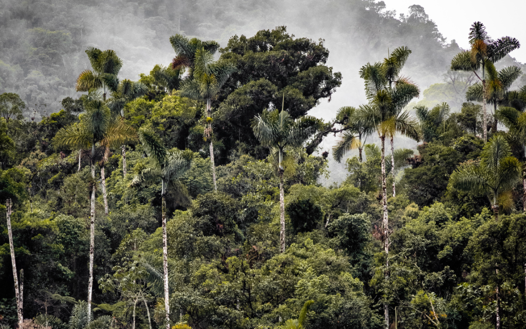 Il polmone del mondo respira male: uno sguardo sulla deforestazione in Amazzonia
