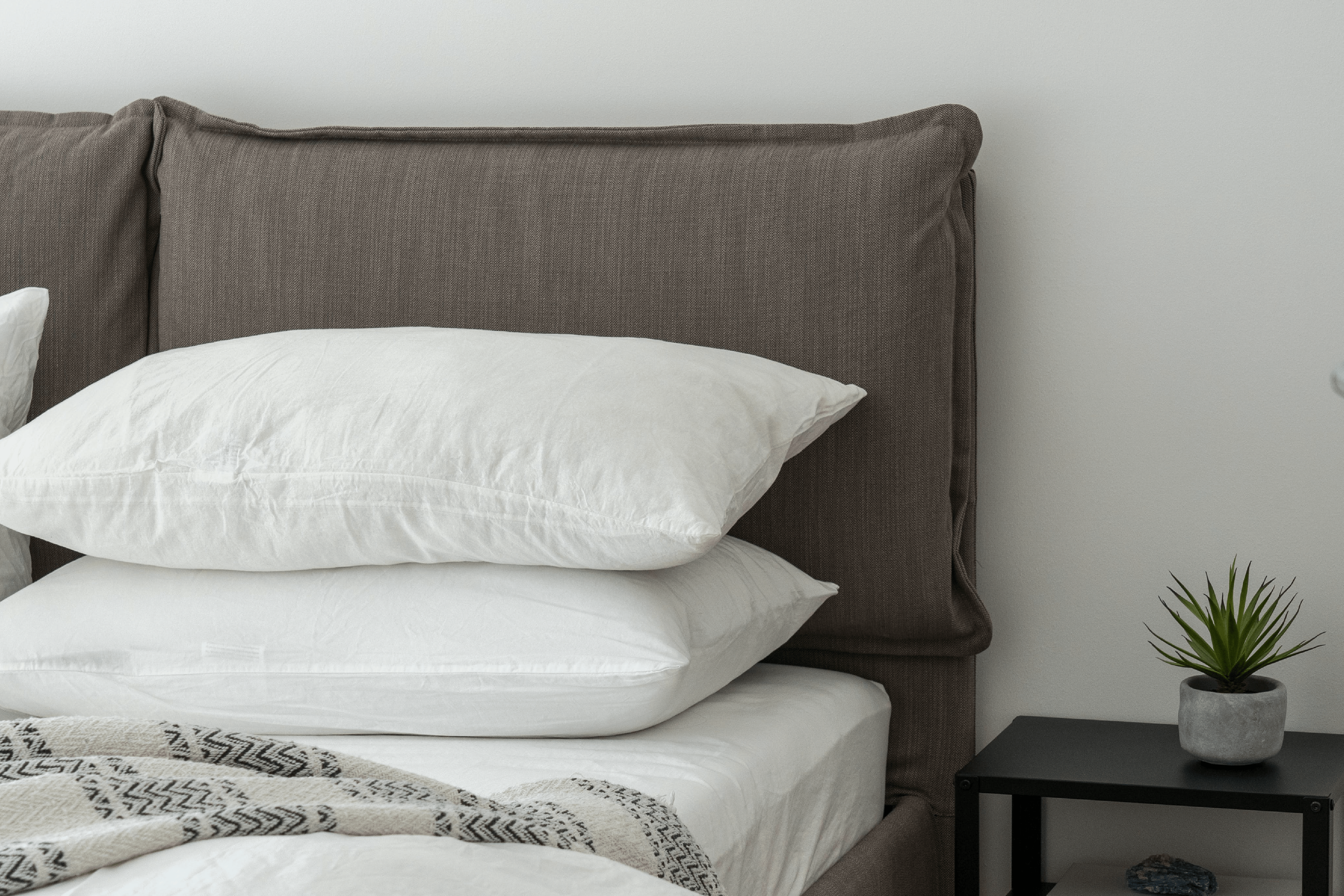 3 piante che puoi tenere in camera da letto - immagine di copertina