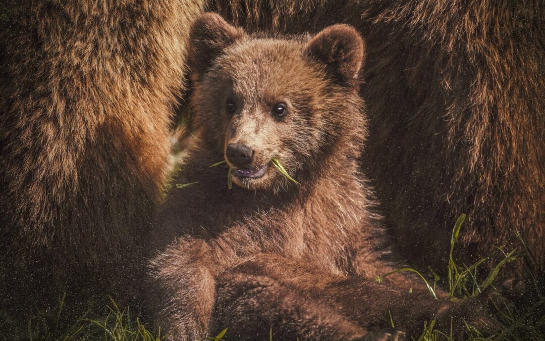 La PAT vuole abbattere 24 orsi nel prossimo triennio