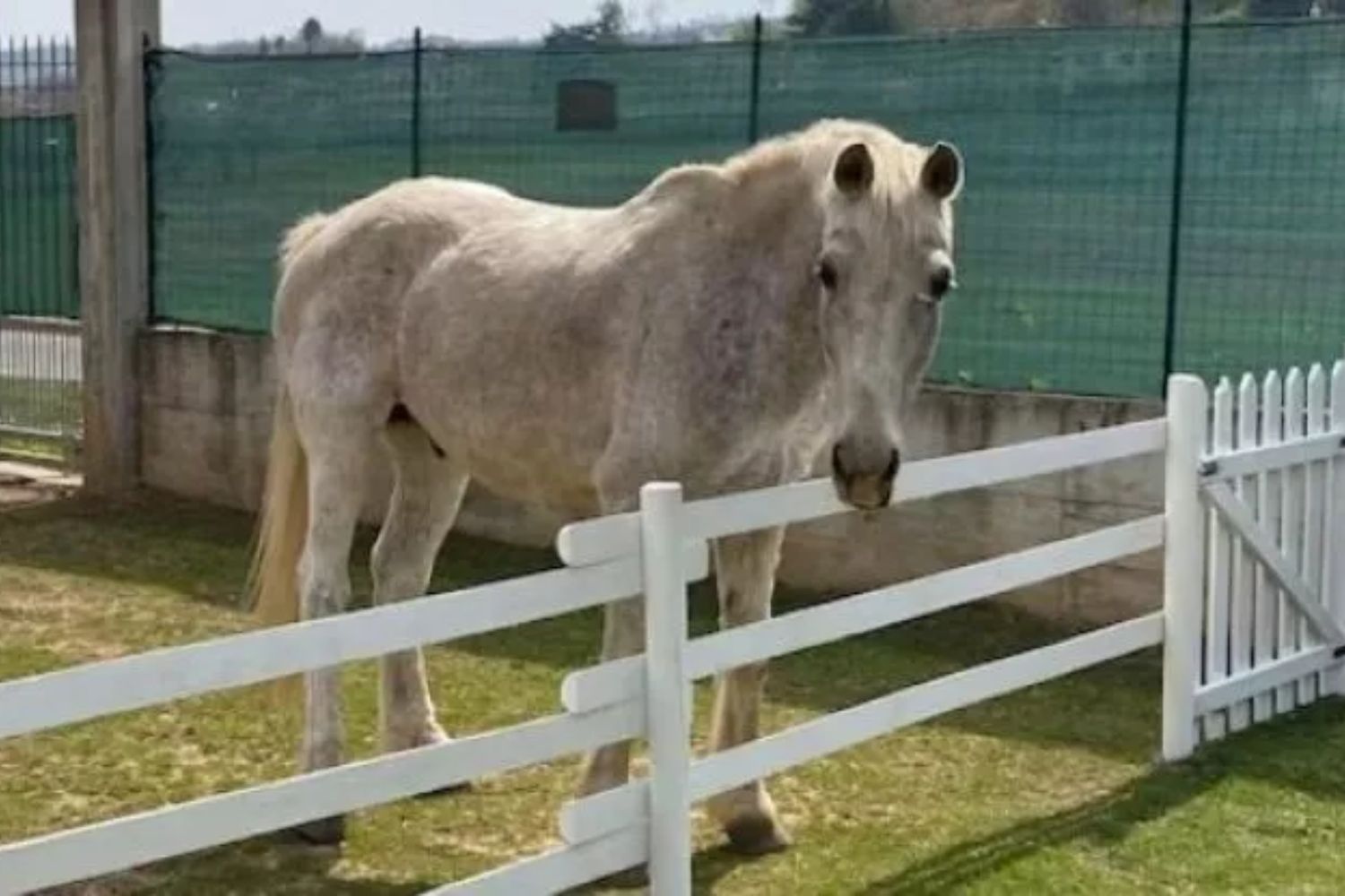 Strage di animali per i botti di Capodanno: addio al cavallo Tornado nel Torinese - immagine di copertina