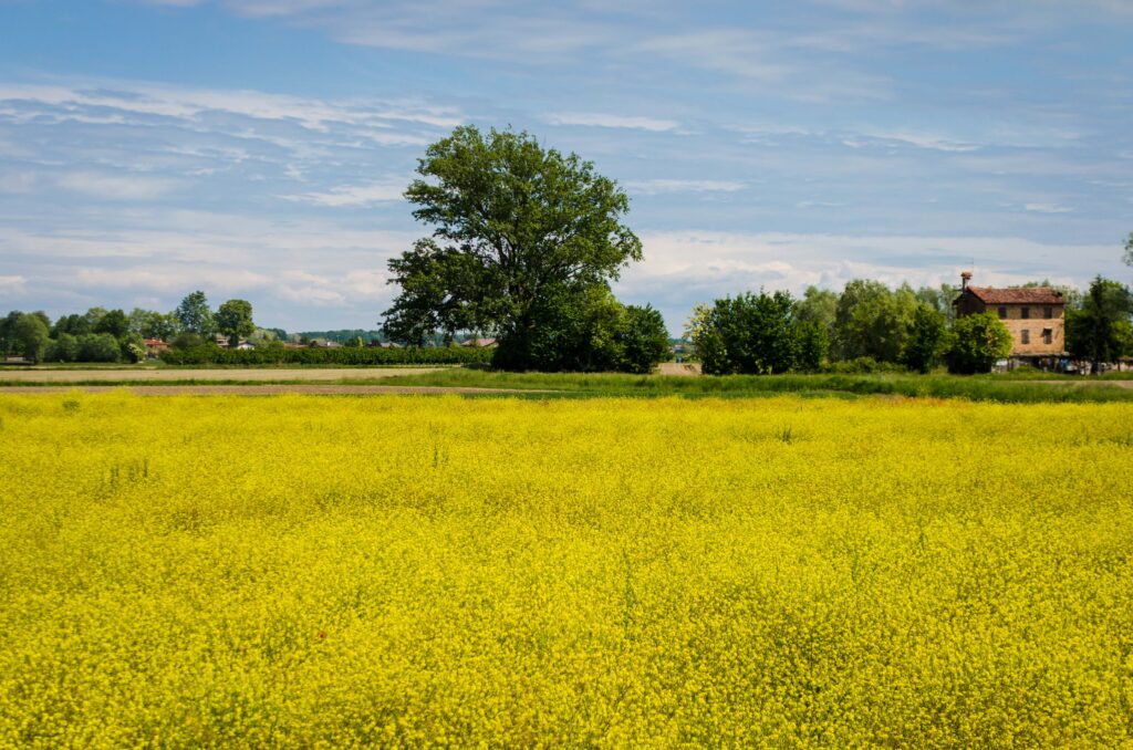 Campi di colza