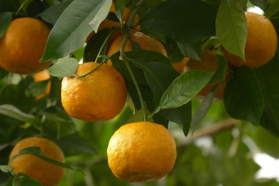 Le sorprendenti proprietà benefiche delle arance amare - immagine di copertina