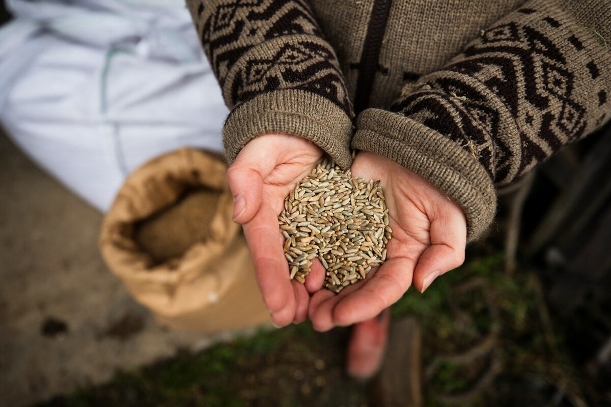 Il futuro degli imballaggi dagli scarti dei cereali - immagine di copertina
