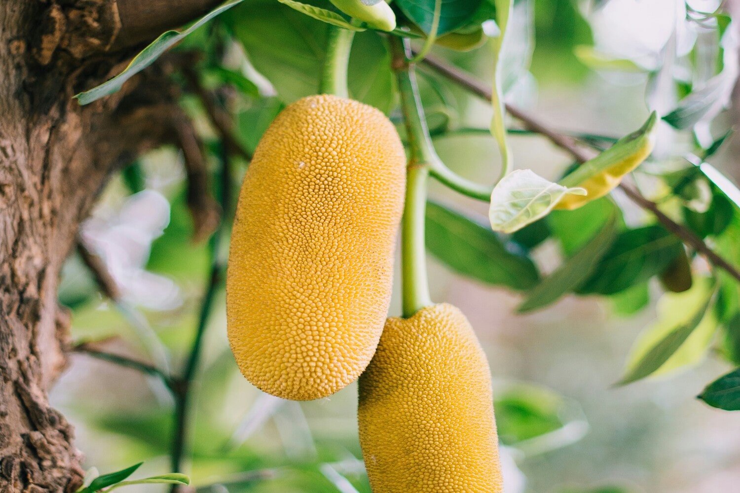Scopri i benefici del jackfruit: un superfood ricco di nutrienti! - immagine di copertina