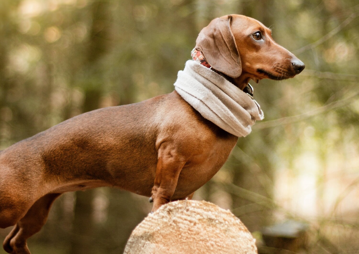 Avere il muso lungo ed essere di piccola taglia: ecco svelato il segreto della longevità per i cani - immagine di copertina