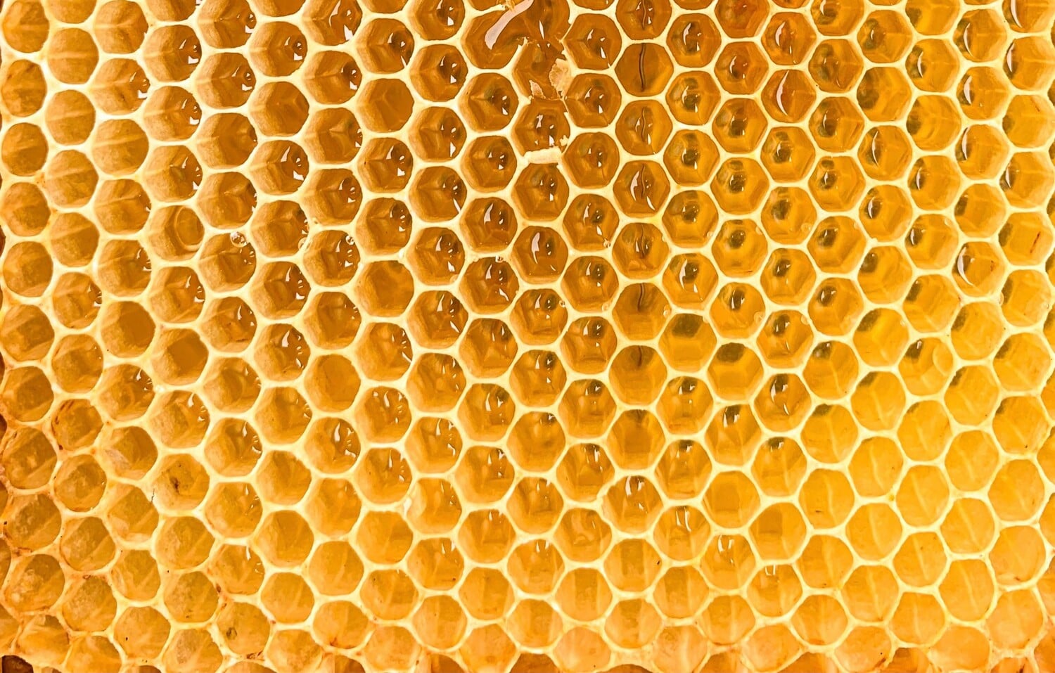 Tutto quello che devi sapere sulla pappa reale: benefici e utilizzo - immagine di copertina