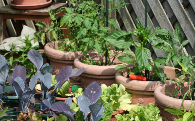 Orto in balcone in città: come proteggere verdura e ortaggi dallo smog?