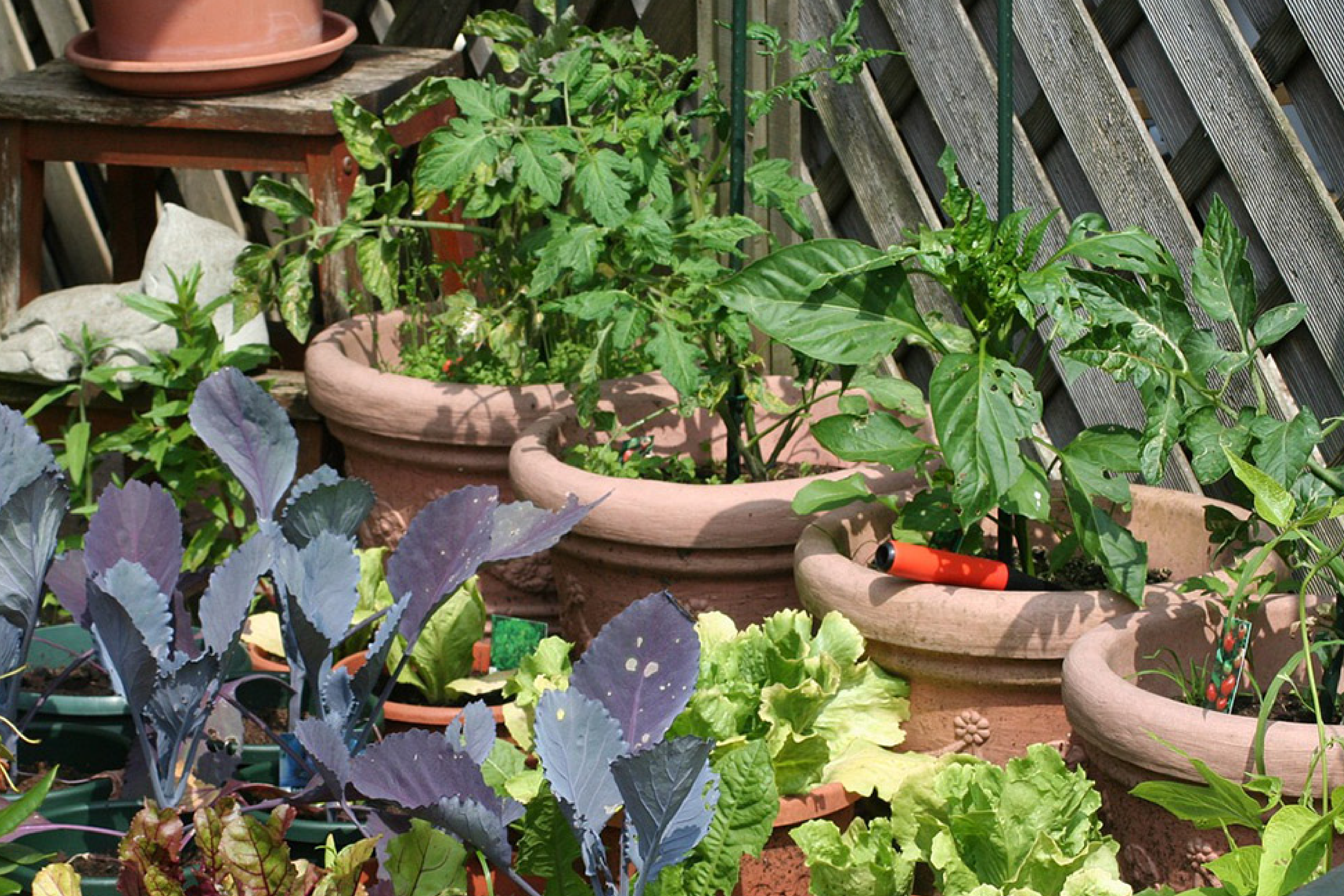 Orto in balcone in città: come proteggere verdura e ortaggi dallo smog? - immagine di copertina