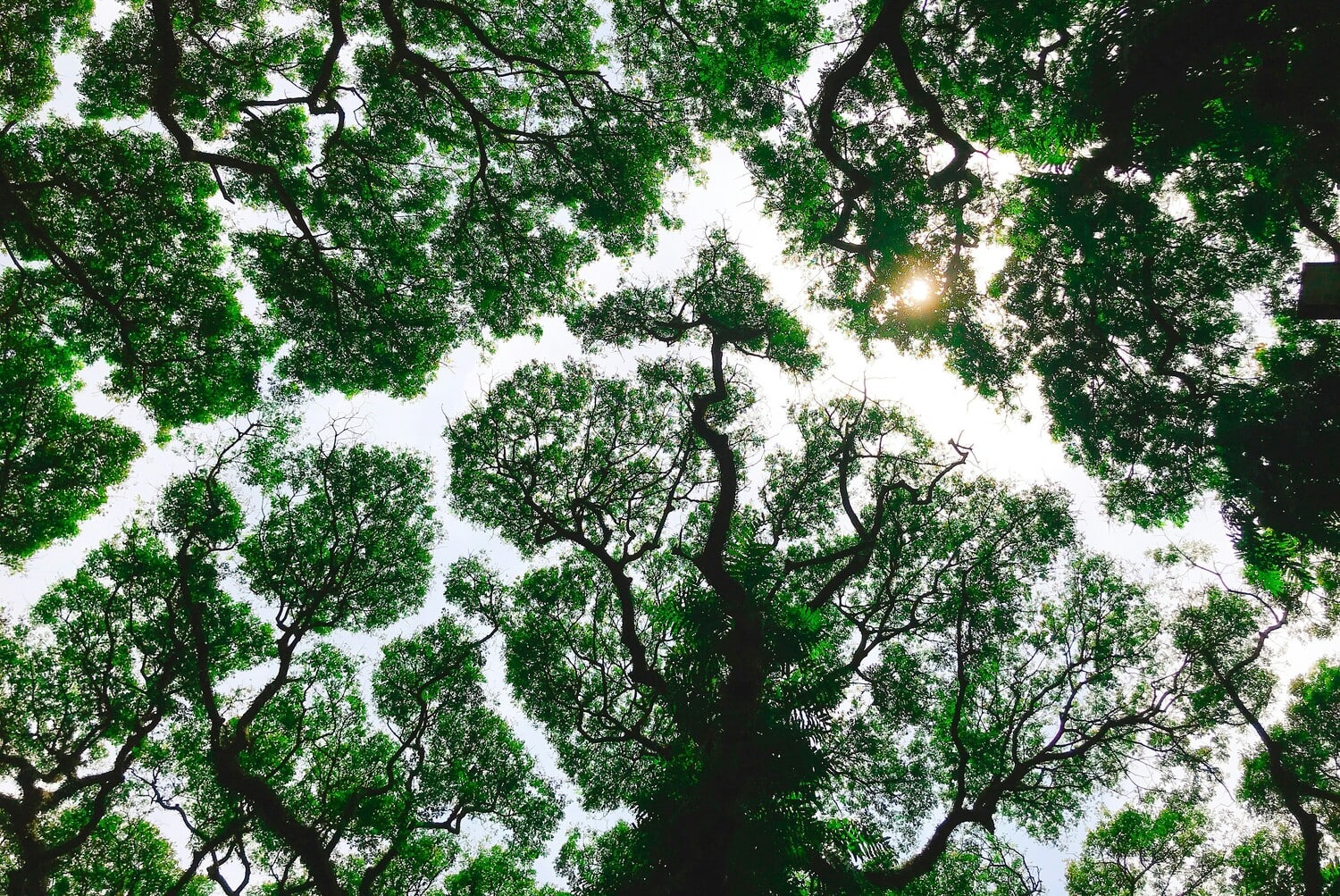 Per salvare il Pianeta, la riforestazione deve partire dalle foreste periurbane - immagine di copertina