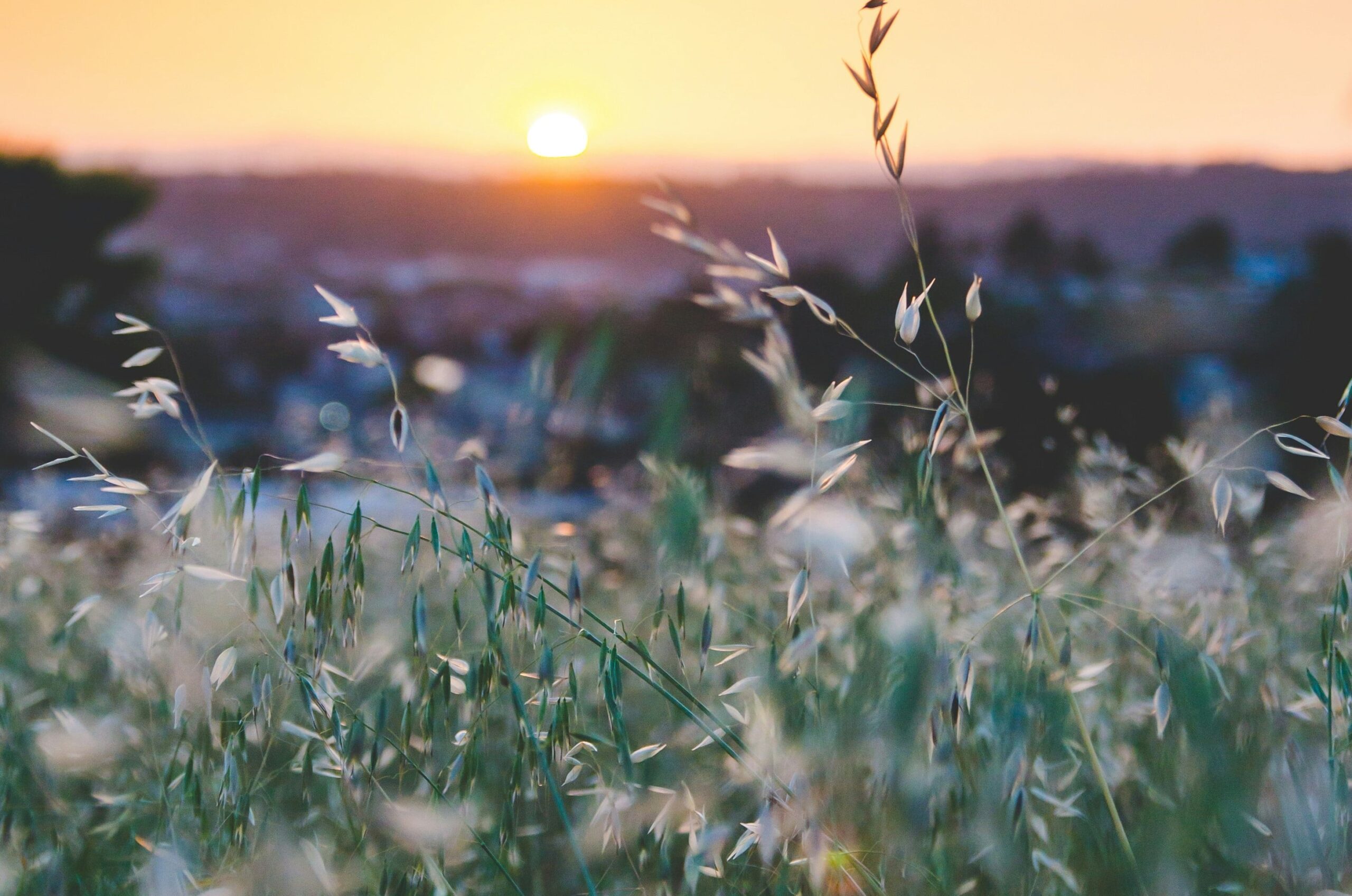 Slitta l'approvazione della Legge sul Ripristino della Natura: tra i Paesi che hanno votato contro c'è anche l'Italia - immagine di copertina