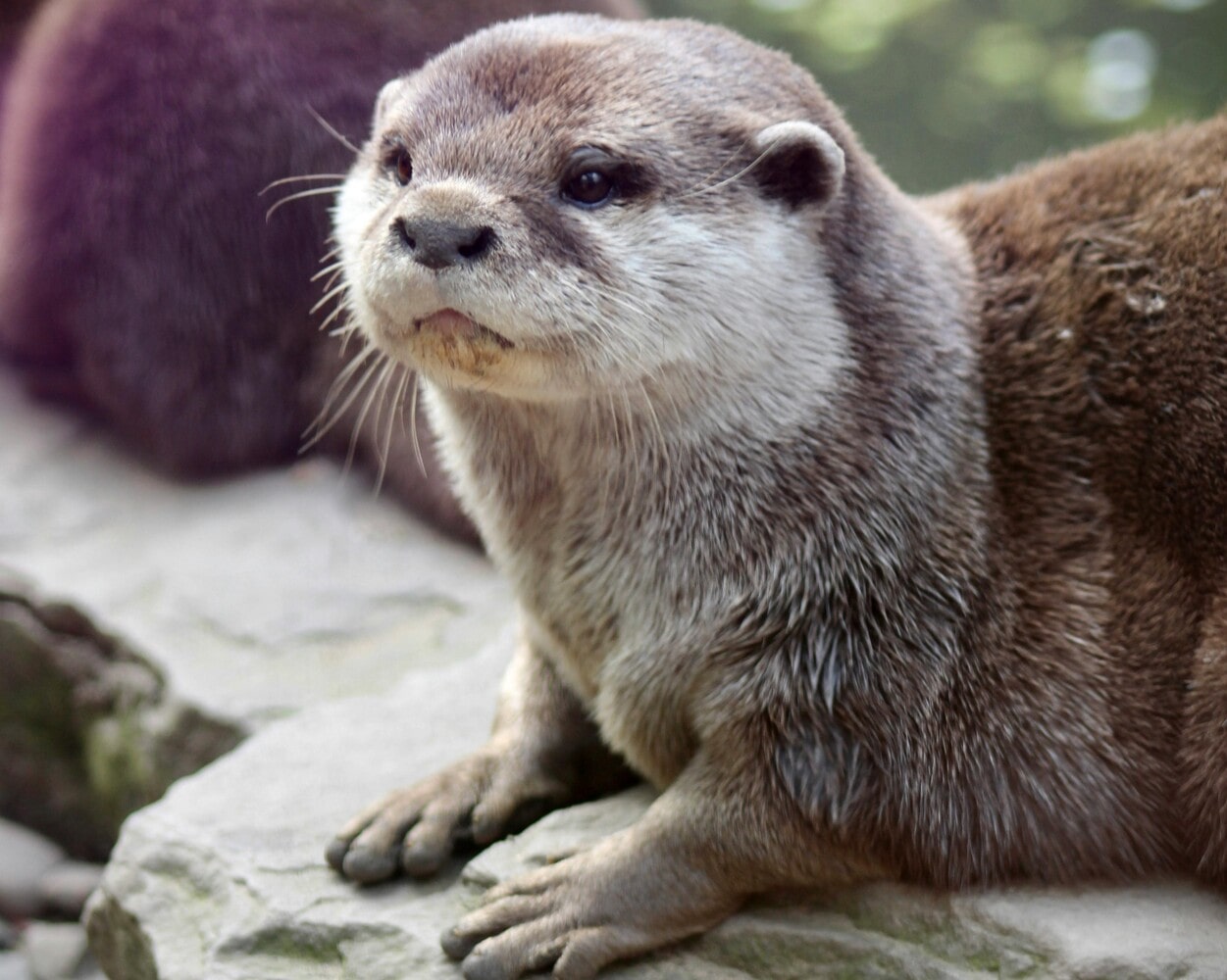La lontra torna al Centro e al Nord Italia (ma rimane una specie a rischio) - immagine di copertina