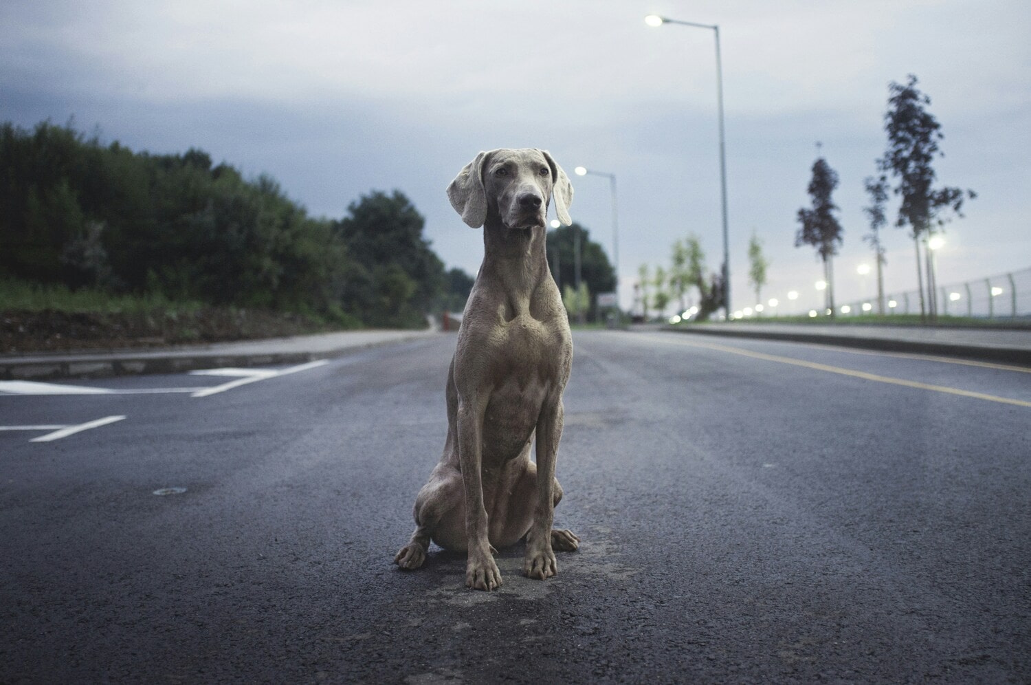 Cosa stabilisce la nuova legge contro l'abbandono degli animali - immagine di copertina