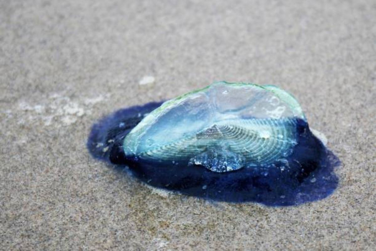 Torna la velella: ecco perché i nostri mari sono ancora più blu - immagine di copertina