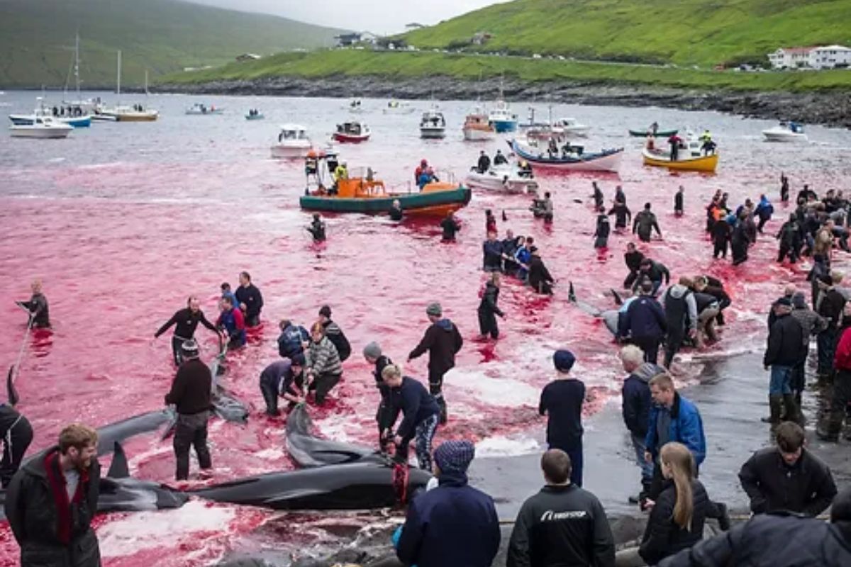 Fermare il massacro di cetacei nelle Isole Faroe: cosa dice la mozione presentata al Parlamento Europeo - immagine di copertina