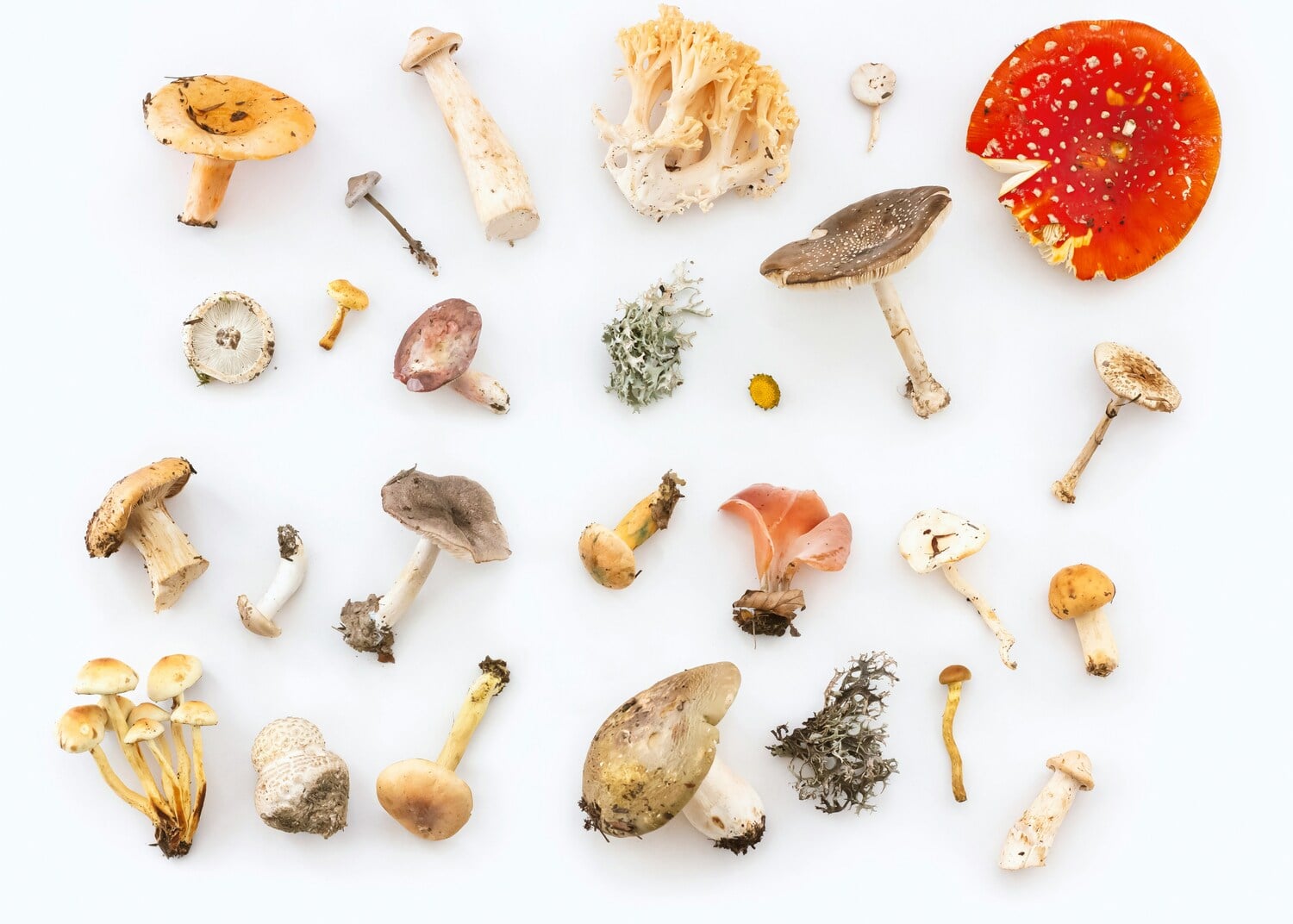 Micoterapia: il potere curativo dei funghi per una salute naturale - immagine di copertina
