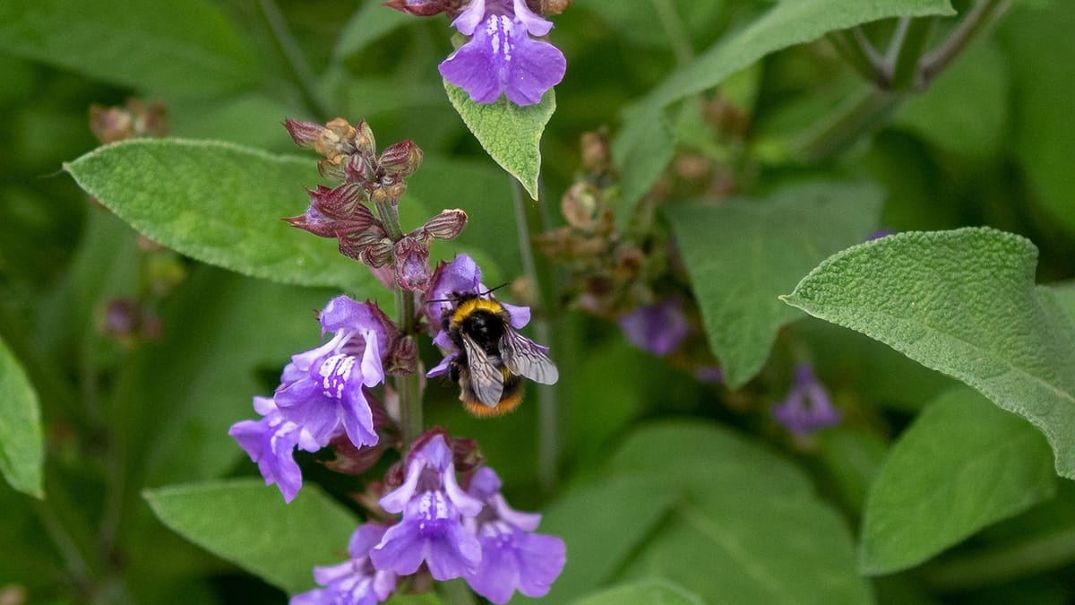 Api Smavia Fiori per attirare le api: quali coltivare - Managaia