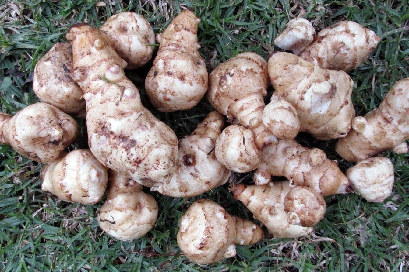 Scopri i benefici del topinambur per una nutrizione naturale - immagine di copertina