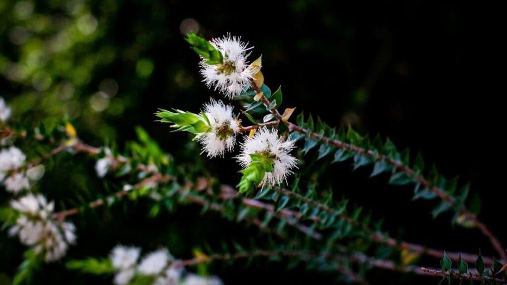 Melaleuca alternifolia