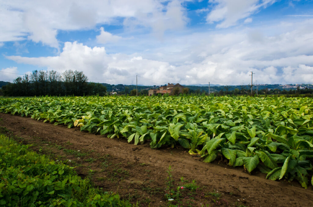 Le piantagioni di tabacco